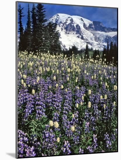 USA, Washington State, Paradise Park. Field of Lupine and Bistort-Steve Terrill-Mounted Photographic Print