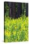 USA, Washington State, Ponderosa Pines and Yellow Lupine in Forest-Terry Eggers-Stretched Canvas