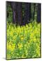 USA, Washington State, Ponderosa Pines and Yellow Lupine in Forest-Terry Eggers-Mounted Photographic Print