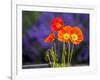 USA, Washington State, Poppies on Display-Terry Eggers-Framed Photographic Print