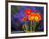 USA, Washington State, Poppies on Display-Terry Eggers-Framed Photographic Print