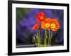 USA, Washington State, Poppies on Display-Terry Eggers-Framed Photographic Print