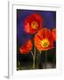 USA, Washington State, Poppies on Display-Terry Eggers-Framed Photographic Print