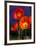 USA, Washington State, Poppies on Display-Terry Eggers-Framed Photographic Print