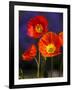 USA, Washington State, Poppies on Display-Terry Eggers-Framed Photographic Print