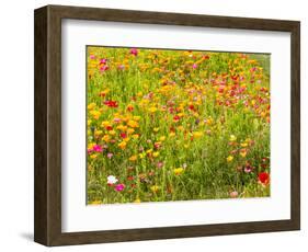 USA, Washington State, Poppy Field in bloom-Terry Eggers-Framed Photographic Print