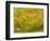 USA, Washington State, Poppy Field in bloom-Terry Eggers-Framed Photographic Print