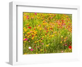 USA, Washington State, Poppy Field in bloom-Terry Eggers-Framed Photographic Print