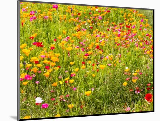 USA, Washington State, Poppy Field in bloom-Terry Eggers-Mounted Photographic Print
