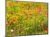 USA, Washington State, Poppy Field in bloom-Terry Eggers-Mounted Photographic Print