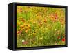 USA, Washington State, Poppy Field in bloom-Terry Eggers-Framed Stretched Canvas