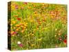 USA, Washington State, Poppy Field in bloom-Terry Eggers-Stretched Canvas