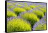 USA, Washington State, Port Angeles, Lavender Field-Hollice Looney-Framed Stretched Canvas