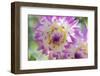 USA, Washington State, Port Gamble. Selective focus on vibrant dahlia flower-Trish Drury-Framed Photographic Print