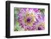 USA, Washington State, Port Gamble. Selective focus on vibrant dahlia flower-Trish Drury-Framed Photographic Print