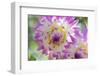 USA, Washington State, Port Gamble. Selective focus on vibrant dahlia flower-Trish Drury-Framed Photographic Print