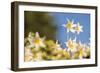 USA, Washington State. Portrait of Avalanche Lily (Erythronium montanum) at Olympic National Park.-Gary Luhm-Framed Photographic Print