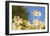 USA, Washington State. Portrait of Avalanche Lily (Erythronium montanum) at Olympic National Park.-Gary Luhm-Framed Photographic Print