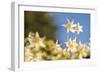 USA, Washington State. Portrait of Avalanche Lily (Erythronium montanum) at Olympic National Park.-Gary Luhm-Framed Photographic Print