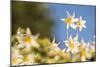 USA, Washington State. Portrait of Avalanche Lily (Erythronium montanum) at Olympic National Park.-Gary Luhm-Mounted Photographic Print