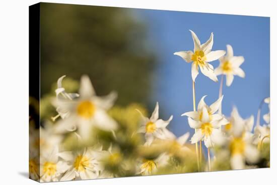 USA, Washington State. Portrait of Avalanche Lily (Erythronium montanum) at Olympic National Park.-Gary Luhm-Stretched Canvas