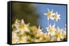 USA, Washington State. Portrait of Avalanche Lily (Erythronium montanum) at Olympic National Park.-Gary Luhm-Framed Stretched Canvas