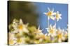 USA, Washington State. Portrait of Avalanche Lily (Erythronium montanum) at Olympic National Park.-Gary Luhm-Stretched Canvas