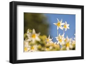 USA, Washington State. Portrait of Avalanche Lily (Erythronium montanum) at Olympic National Park.-Gary Luhm-Framed Photographic Print