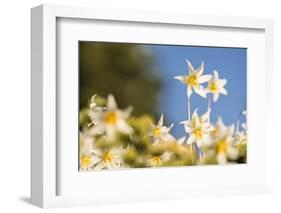 USA, Washington State. Portrait of Avalanche Lily (Erythronium montanum) at Olympic National Park.-Gary Luhm-Framed Photographic Print
