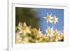 USA, Washington State. Portrait of Avalanche Lily (Erythronium montanum) at Olympic National Park.-Gary Luhm-Framed Photographic Print