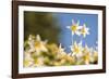 USA, Washington State. Portrait of Avalanche Lily (Erythronium montanum) at Olympic National Park.-Gary Luhm-Framed Photographic Print