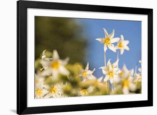 USA, Washington State. Portrait of Avalanche Lily (Erythronium montanum) at Olympic National Park.-Gary Luhm-Framed Photographic Print