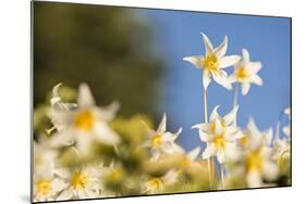 USA, Washington State. Portrait of Avalanche Lily (Erythronium montanum) at Olympic National Park.-Gary Luhm-Mounted Photographic Print