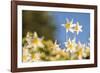 USA, Washington State. Portrait of Avalanche Lily (Erythronium montanum) at Olympic National Park.-Gary Luhm-Framed Photographic Print