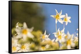 USA, Washington State. Portrait of Avalanche Lily (Erythronium montanum) at Olympic National Park.-Gary Luhm-Framed Stretched Canvas