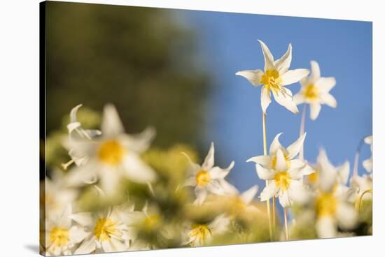 USA, Washington State. Portrait of Avalanche Lily (Erythronium montanum) at Olympic National Park.-Gary Luhm-Stretched Canvas