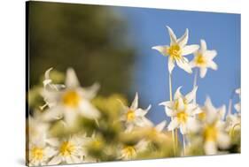 USA, Washington State. Portrait of Avalanche Lily (Erythronium montanum) at Olympic National Park.-Gary Luhm-Stretched Canvas