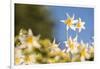 USA, Washington State. Portrait of Avalanche Lily (Erythronium montanum) at Olympic National Park.-Gary Luhm-Framed Photographic Print