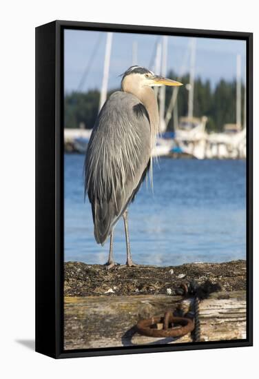 USA, Washington State, Poulsbo Great Blue Heron on marine floatation.-Trish Drury-Framed Stretched Canvas