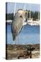 USA, Washington State, Poulsbo Great Blue Heron on marine floatation.-Trish Drury-Stretched Canvas