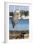 USA, Washington State, Poulsbo Great Blue Heron on marine floatation.-Trish Drury-Framed Photographic Print