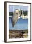 USA, Washington State, Poulsbo Great Blue Heron on marine floatation.-Trish Drury-Framed Photographic Print