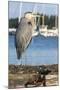 USA, Washington State, Poulsbo Great Blue Heron on marine floatation.-Trish Drury-Mounted Photographic Print