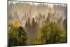 USA, Washington State, Preston Evergreens and Cottonwood trees lifting fog on hillside.-Sylvia Gulin-Mounted Photographic Print