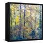 USA, Washington State, Preston with Cottonwoods in fall color-Sylvia Gulin-Framed Stretched Canvas