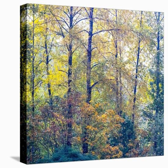 USA, Washington State, Preston with Cottonwoods in fall color-Sylvia Gulin-Stretched Canvas