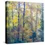 USA, Washington State, Preston with Cottonwoods in fall color-Sylvia Gulin-Stretched Canvas