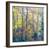 USA, Washington State, Preston with Cottonwoods in fall color-Sylvia Gulin-Framed Photographic Print