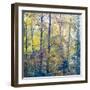 USA, Washington State, Preston with Cottonwoods in fall color-Sylvia Gulin-Framed Photographic Print