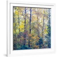 USA, Washington State, Preston with Cottonwoods in fall color-Sylvia Gulin-Framed Photographic Print